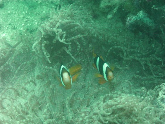 Nemo and Nemo