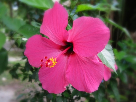 Pink Flower