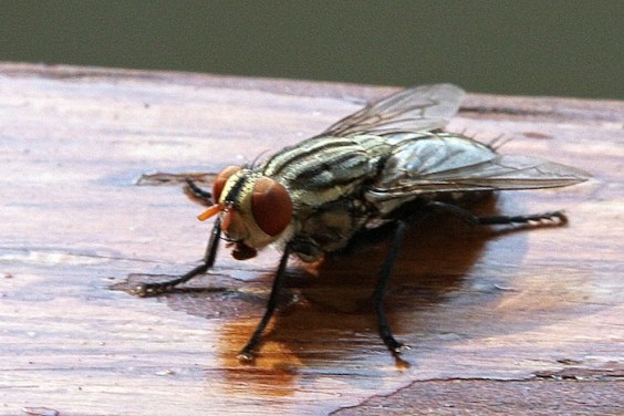 Flies 2