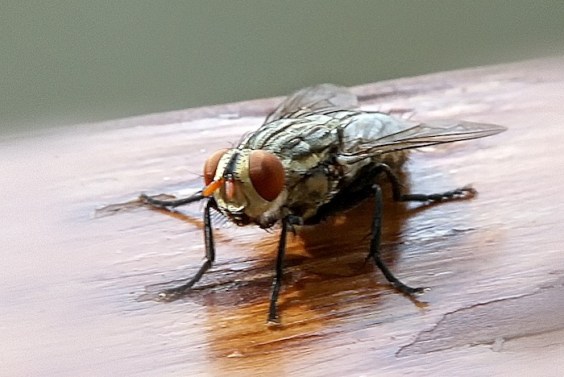 Flies 3